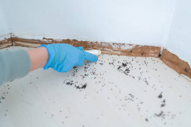 Best Flea Control Services  in South Sioux City, NE